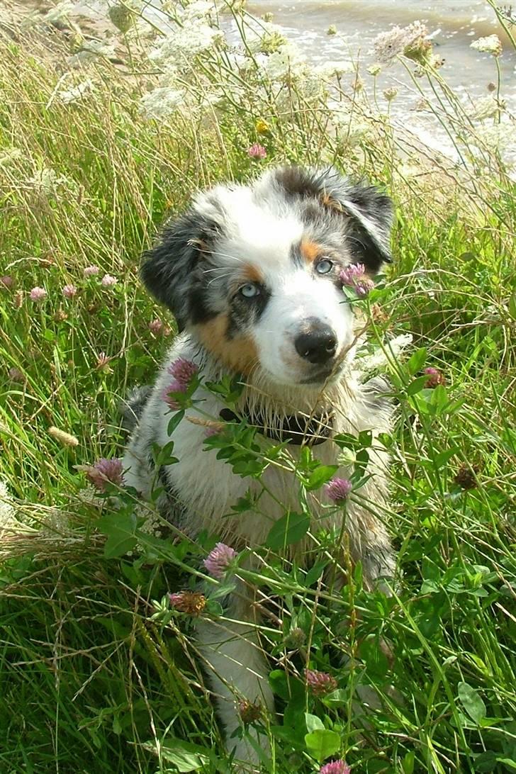 Australian shepherd PM Dumbledore in Disquise - 13 uger og pladdervåd... billede 18