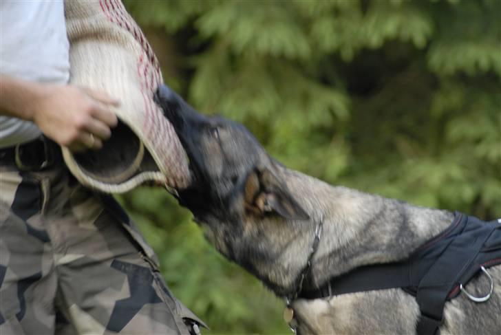 Schæferhund Hedegård's Honney billede 4