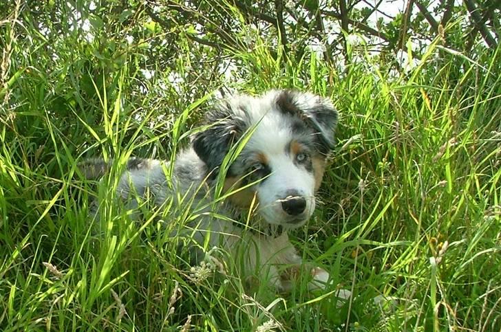 Australian shepherd PM Dumbledore in Disquise - 13 uger... billede 19
