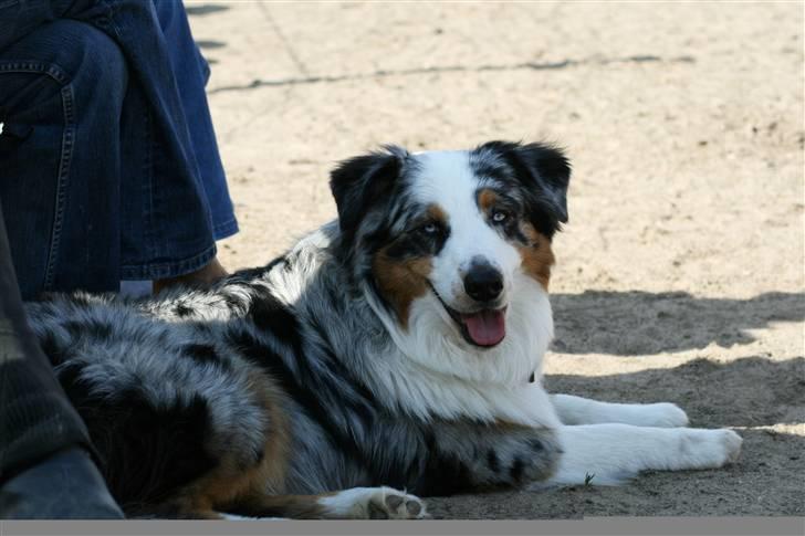 Australian shepherd PM Dumbledore in Disquise - Hygge på springbanen... juni 2008 billede 20