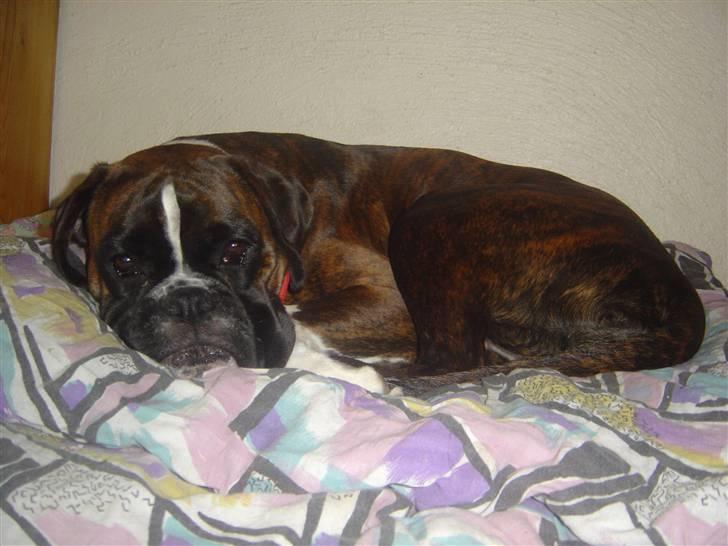 Boxer Gabby - "iiih ligger jo lige og sover" billede 16