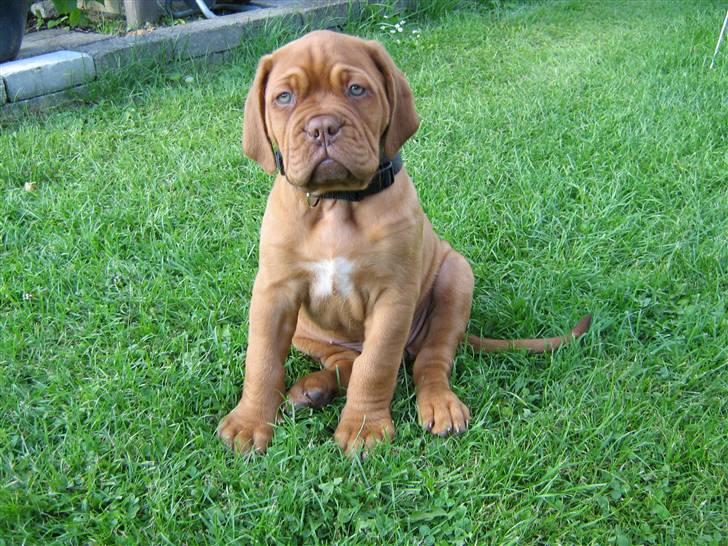 Dogue de bordeaux Honey (Vegasus Aija) - Nu i egen have billede 9