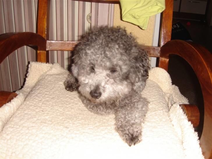 Dværgpuddel Holger - Søde billede 4