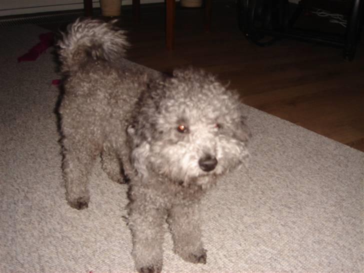 Dværgpuddel Holger - Holger billede 5