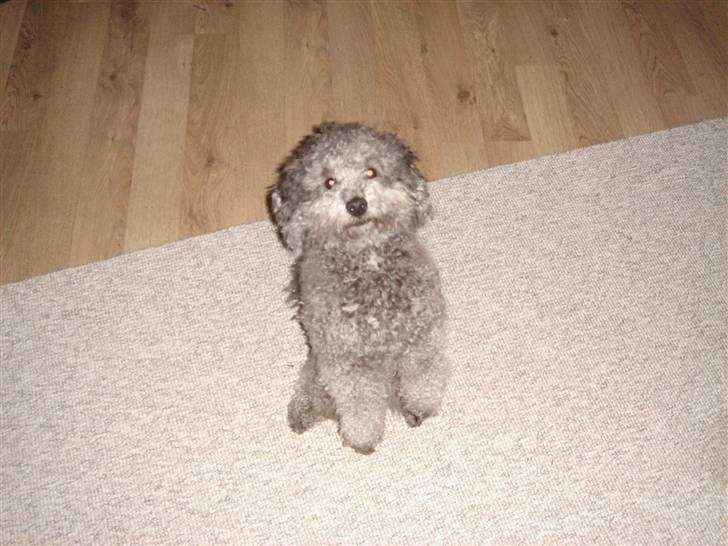 Dværgpuddel Holger - Jeg sidder pænt XD billede 6