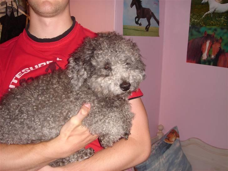 Dværgpuddel Holger - Hygge hund billede 7