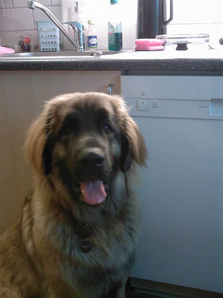 Leonberger Gaia billede 1