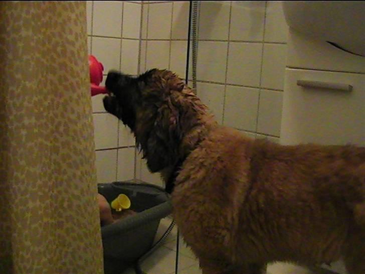 Leonberger Gaia - Gå glad i bad billede 2