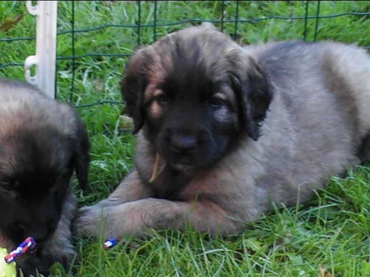 Leonberger Gaia - 6 uger gl. billede 3