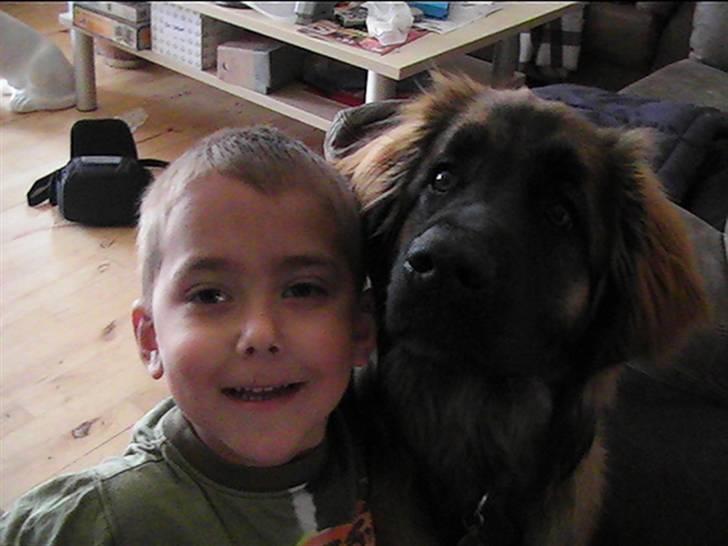 Leonberger Gaia - Hej mor billede 4