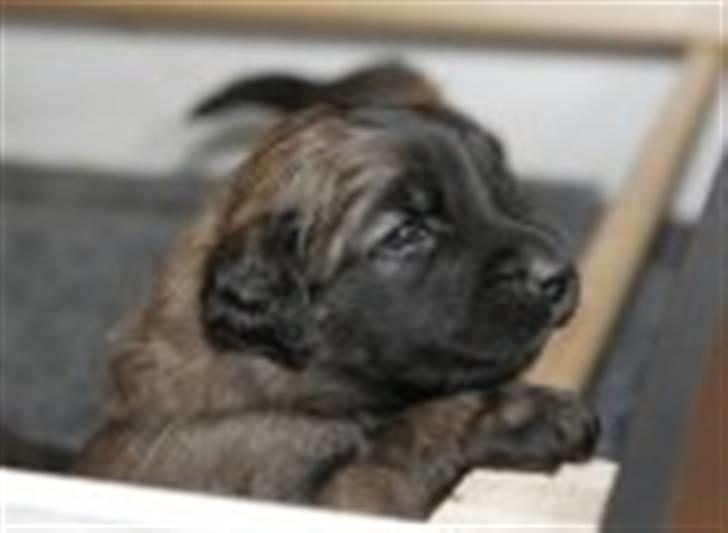 Leonberger Gaia - 3 uger  billede 5