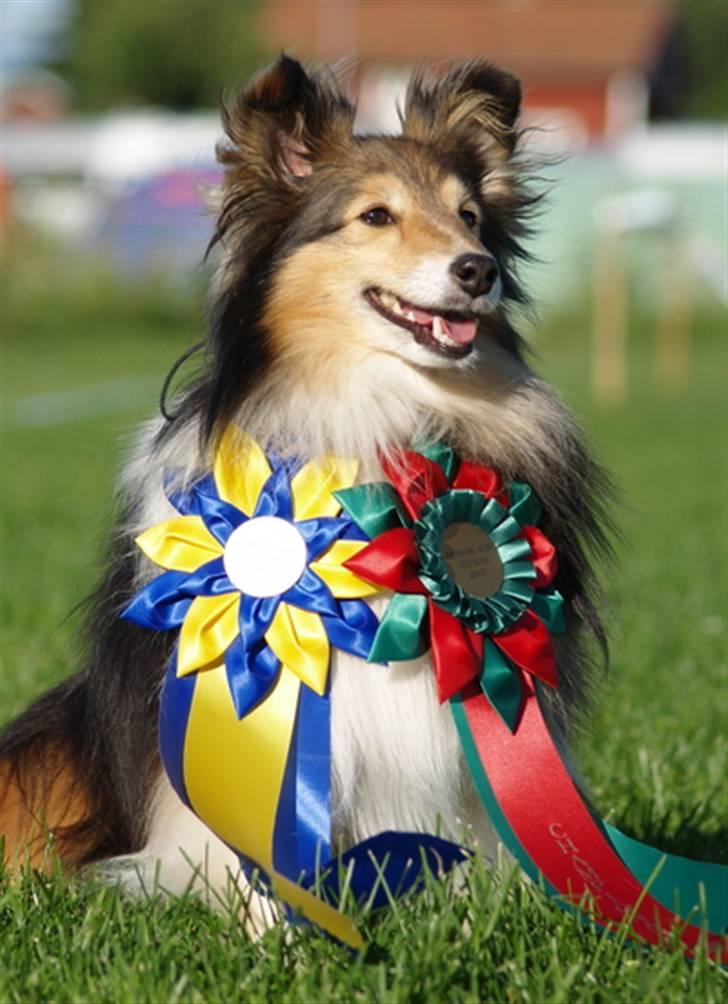 Shetland sheepdog Diva - Svensk Spring Champion - juli 07 billede 15