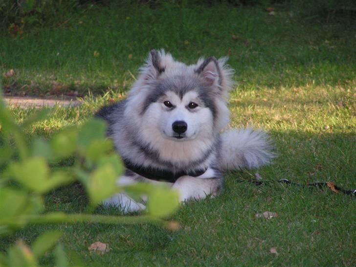 Alaskan malamute Gilza/aya billede 12