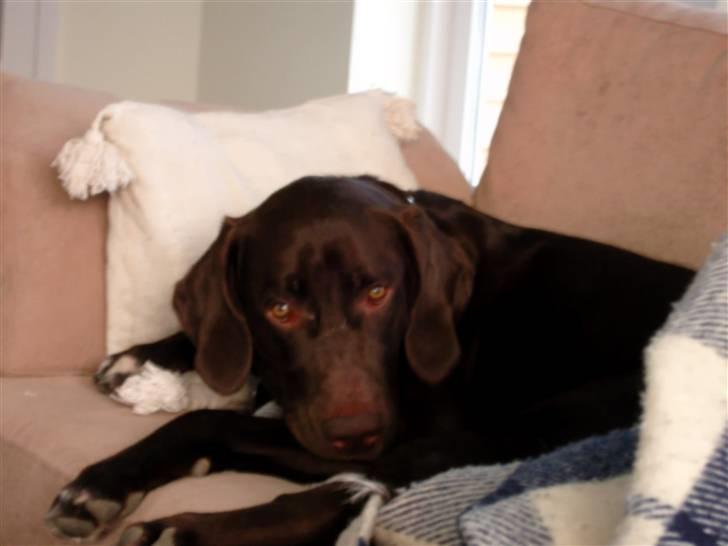 Blanding af racer Magnus - Magnus hygger....igen igen billede 11