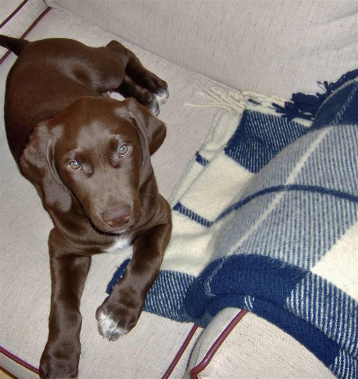 Blanding af racer Magnus - Da var jeg ik´ ret gammel.... billede 12