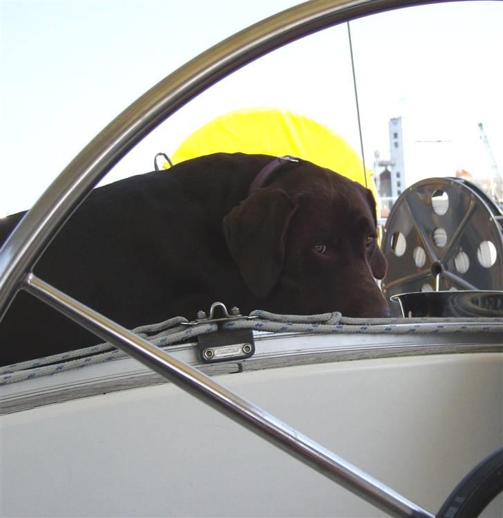 Blanding af racer Magnus - "Jeg EEElsker ferien"...... billede 13