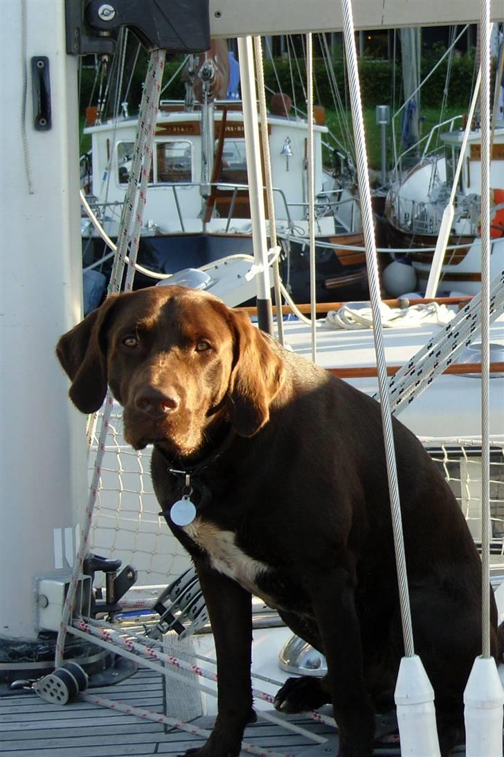 Blanding af racer Magnus - "Dejligt med sol og sommer"....... billede 14