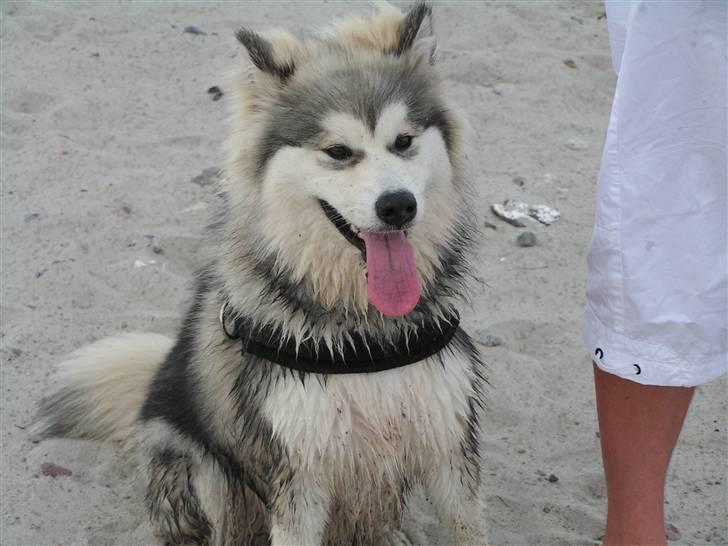 Alaskan malamute Gilza/aya billede 13