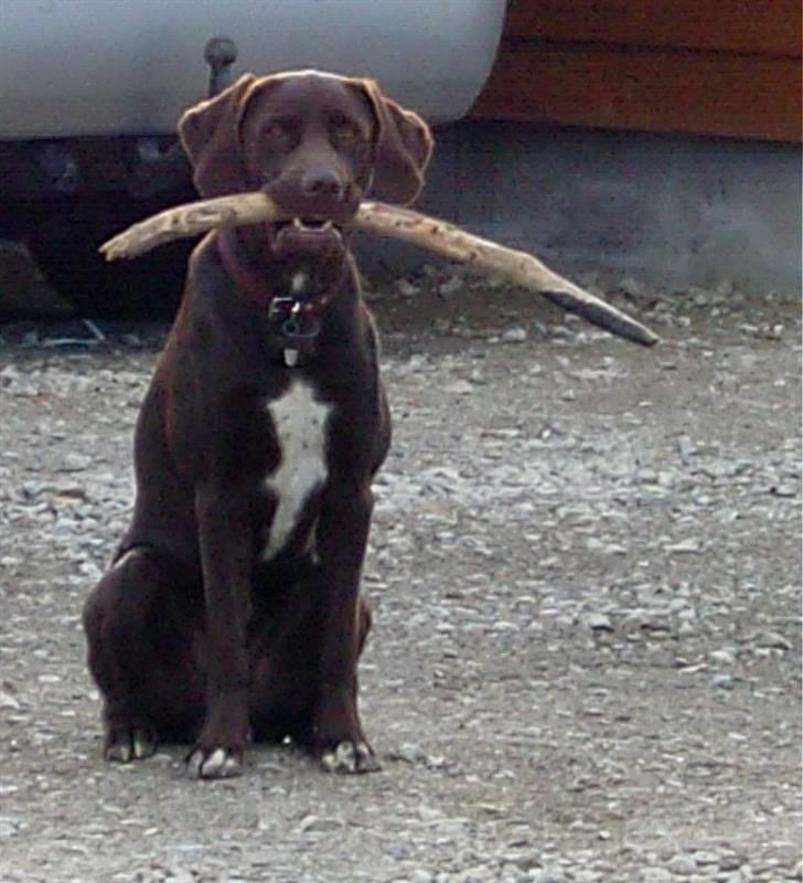 Blanding af racer Magnus - Venter pænt på at "posten" kommer tilbage...... billede 15