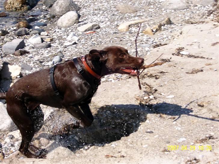 Blanding af racer Magnus - "i aktion!"........ billede 16