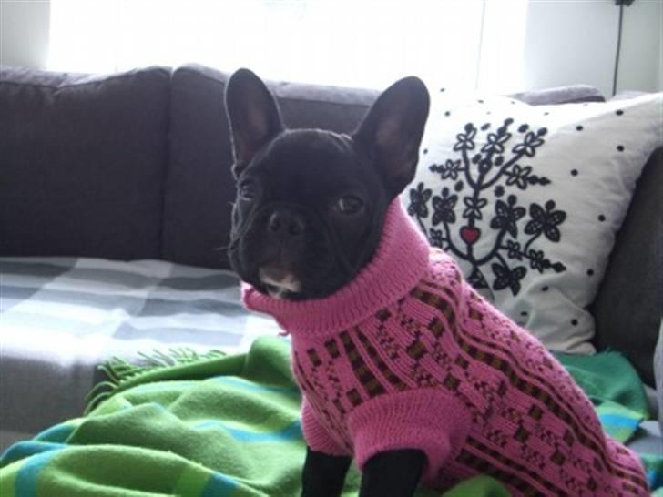 Fransk bulldog Coco +2007-2009+ R.I.P. billede 9