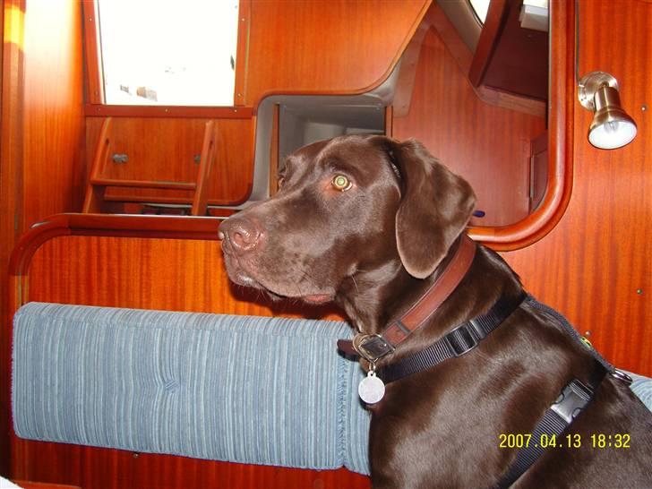 Blanding af racer Magnus - "Hva´ med den go´bid der....bli´r det til noget?"..... :-) billede 17