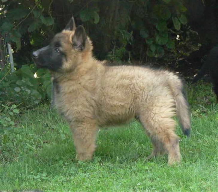 Tervueren Lively Lynx billede 1