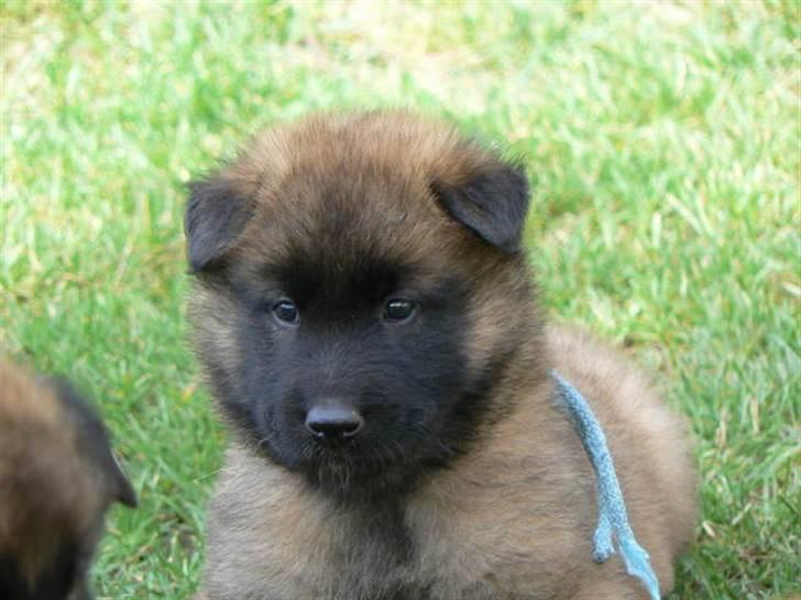 Tervueren Lively Lynx billede 3