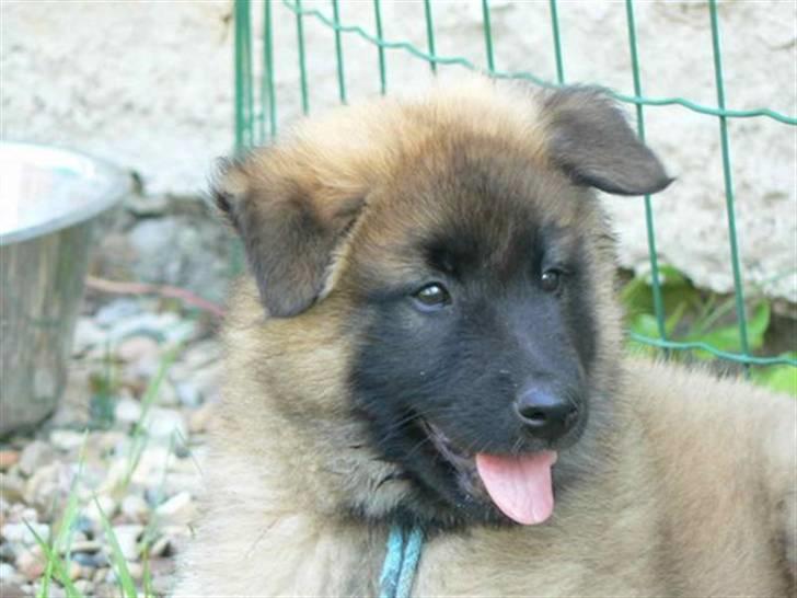 Tervueren Lively Lynx billede 4