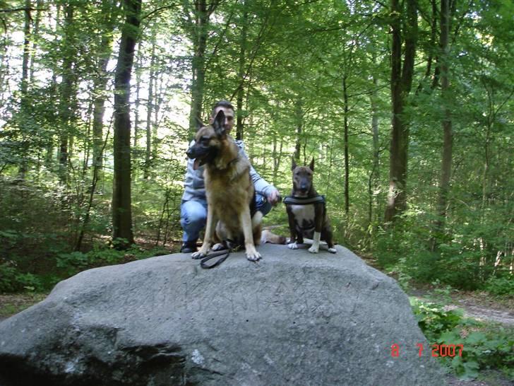 Schæferhund Yascho billede 14