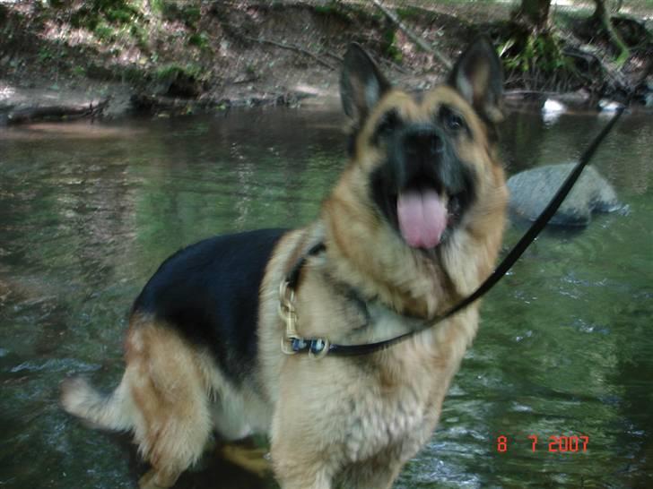 Schæferhund Yascho billede 15