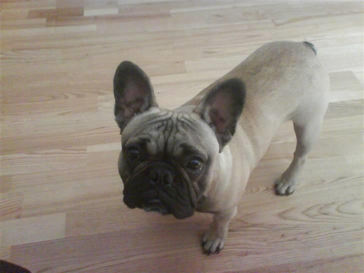 Fransk bulldog cendorria mozart. R.I.P billede 1