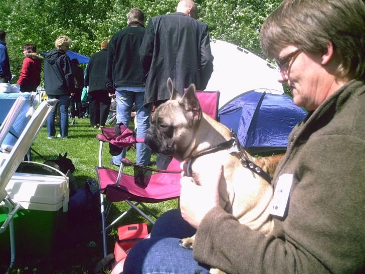 Fransk bulldog cendorria mozart. R.I.P billede 2