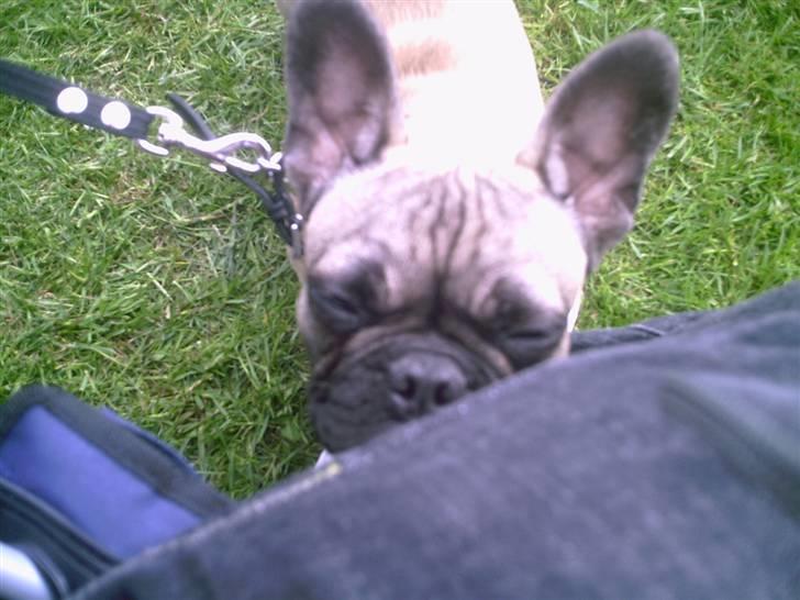 Fransk bulldog cendorria mozart. R.I.P billede 3