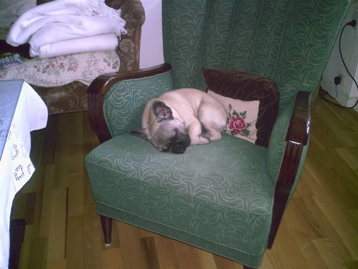 Fransk bulldog cendorria mozart. R.I.P - det jeg bedst kan li at SOVE billede 4