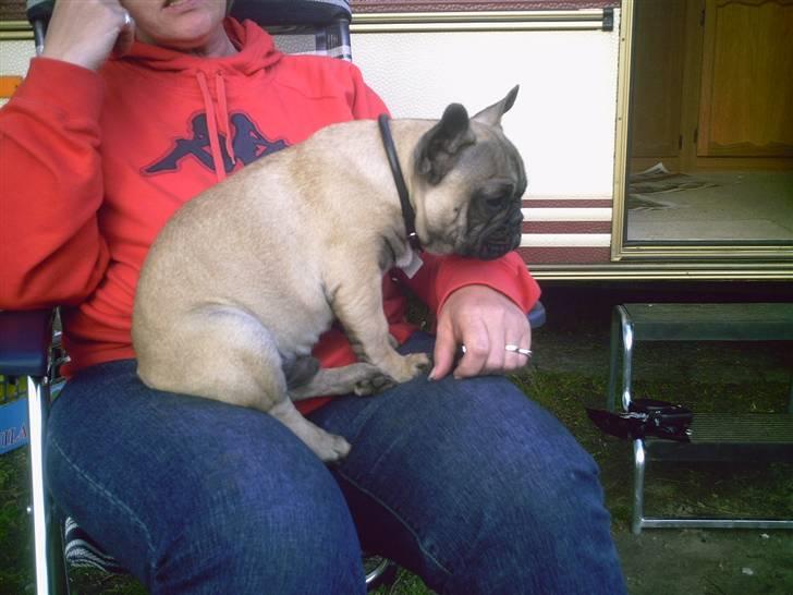 Fransk bulldog cendorria mozart. R.I.P - jeg sidder ved min mor :).. på bøsøre billede 5