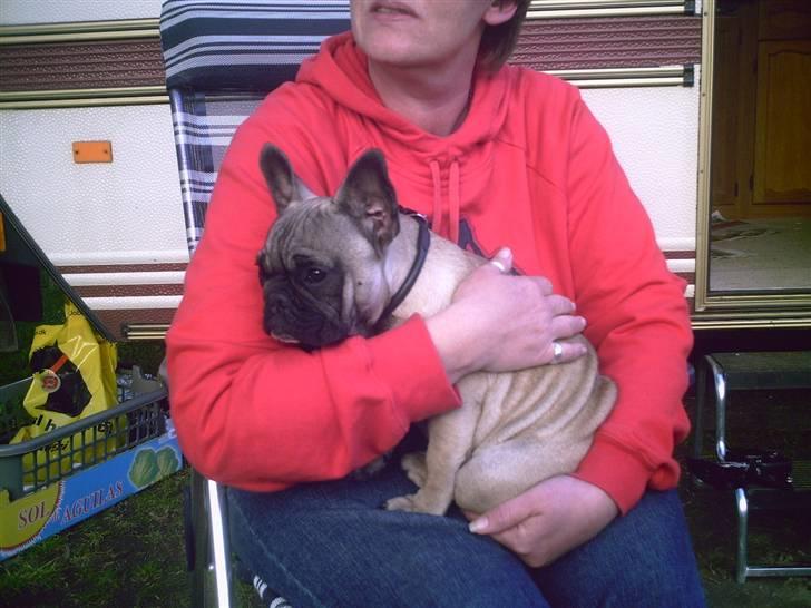 Fransk bulldog cendorria mozart. R.I.P - på bøsøre billede 6