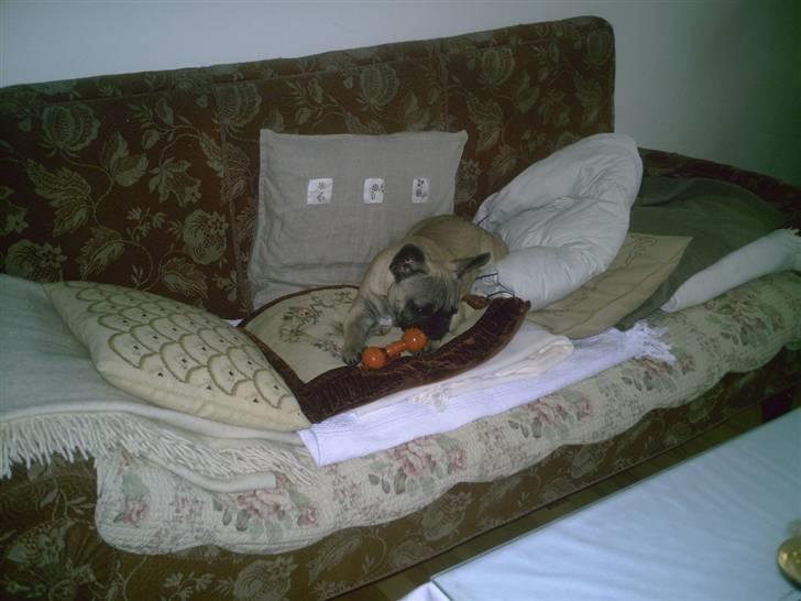 Fransk bulldog cendorria mozart. R.I.P - bider i mit gummi kødben :) billede 7
