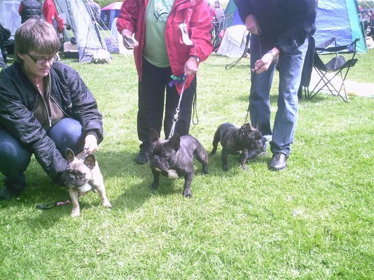 Fransk bulldog cendorria mozart. R.I.P - famillie billede. min far i midten. og min bror til højre :) mig til venstre billede 8