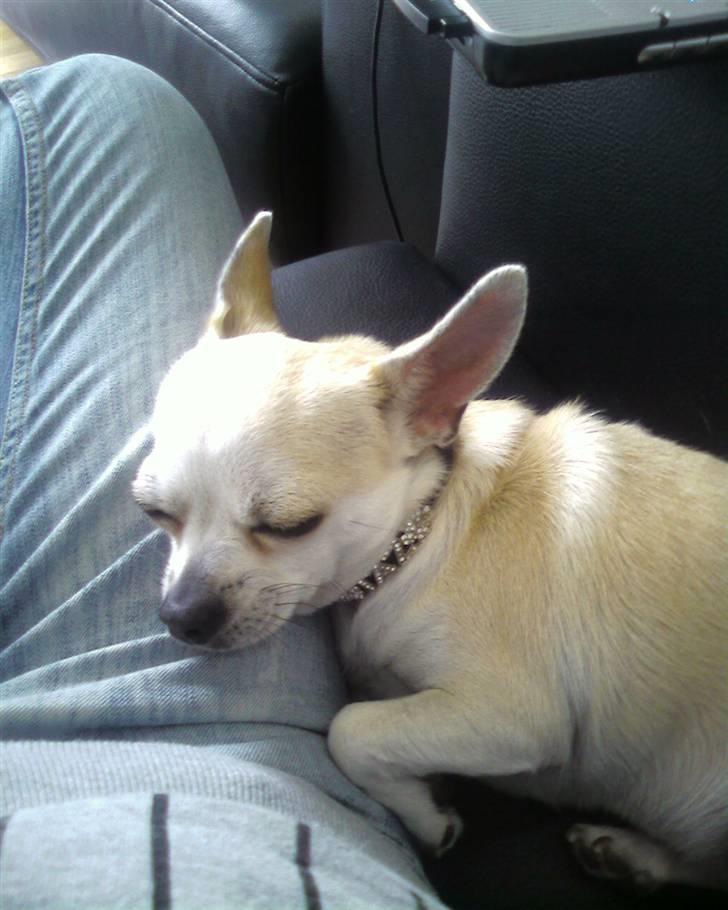 Chihuahua Taz billede 7