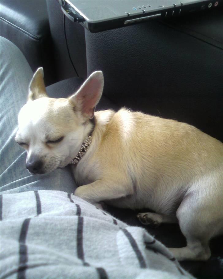 Chihuahua Taz billede 8