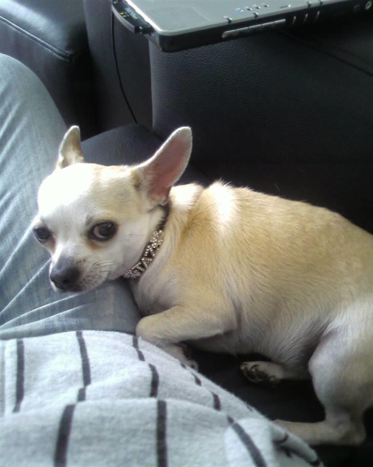 Chihuahua Taz billede 9