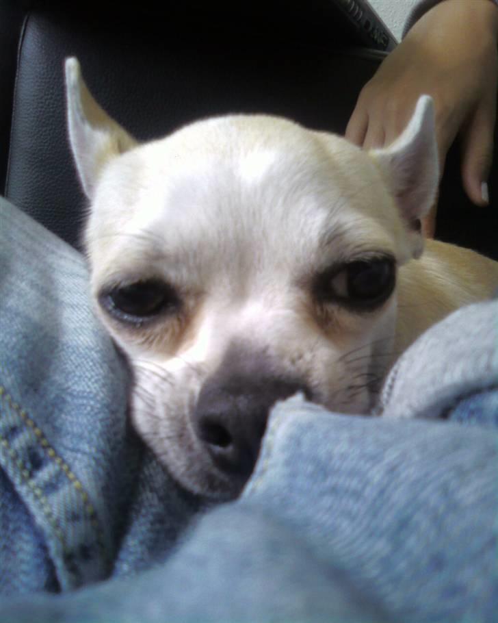 Chihuahua Taz billede 10