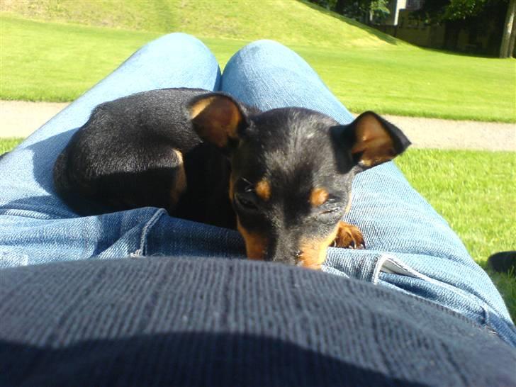 Dvaergpinscher Bella Cherié billede 11