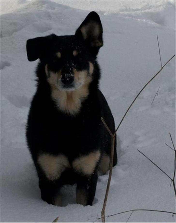 Finsk hyrdehund Fjällfarmens Kiivah - Elsker sne billede 1