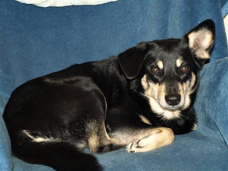 Finsk hyrdehund Fjällfarmens Kiivah - Er så forkælet, at jeg har min egen stol i sommerhuset i Sverige billede 2