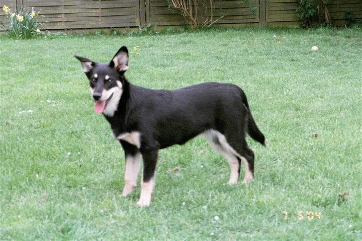 Finsk hyrdehund Fjällfarmens Kiivah - Står pænt billede 3