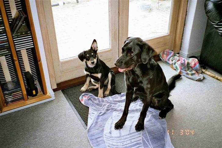 Finsk hyrdehund Fjällfarmens Kiivah - Kiivah som hvalp, sammen med "søster" Freja billede 4