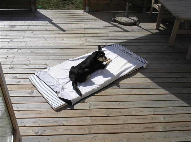 Finsk hyrdehund Fjällfarmens Kiivah - Selvom man godt kan lide sne, kan sol og varme også være dejligt billede 5