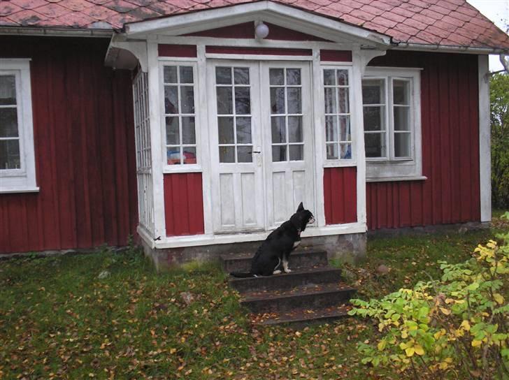 Finsk hyrdehund Fjällfarmens Kiivah - Sidder og venter på at blive lukket ind i varmen billede 6